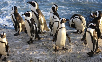 Где познакомиться с пингвинами