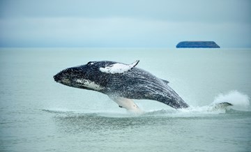 Всемирный День кита