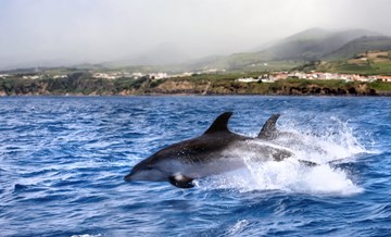 Где можно поплавать с китами и дельфинами