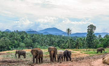 Шри-Ланка: просрочка визы и штрафы