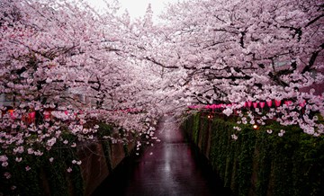 В городе Фудзиёсида отменили ежегодный фестиваль ханами.